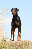 DOBERMANN 1014